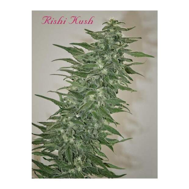 Mandala Seeds Rishi Kush 10 pcs regular