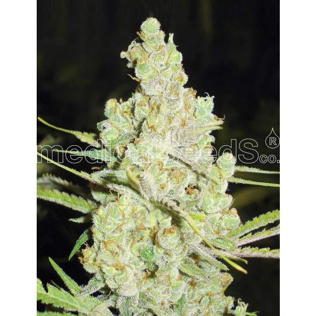 Medical Seeds 1024 3 pcs feminised