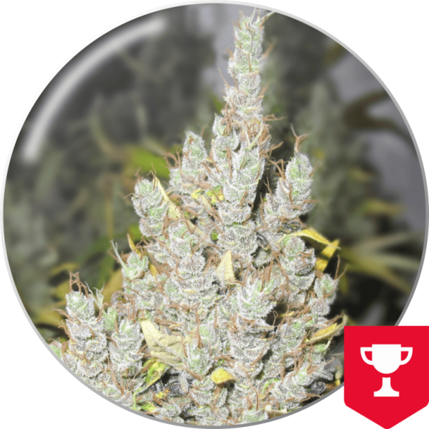 Medical Seeds 2046 3 Stk feminisiert