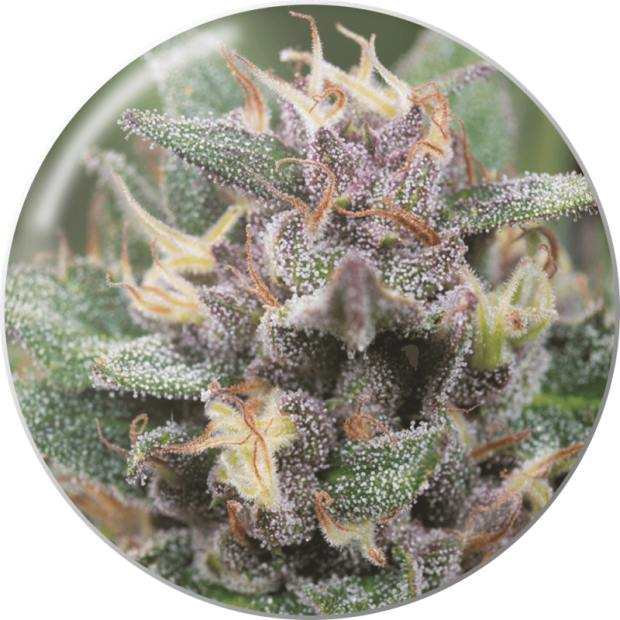 Medical Seeds Bluehell Auto 3 Stk feminisiert