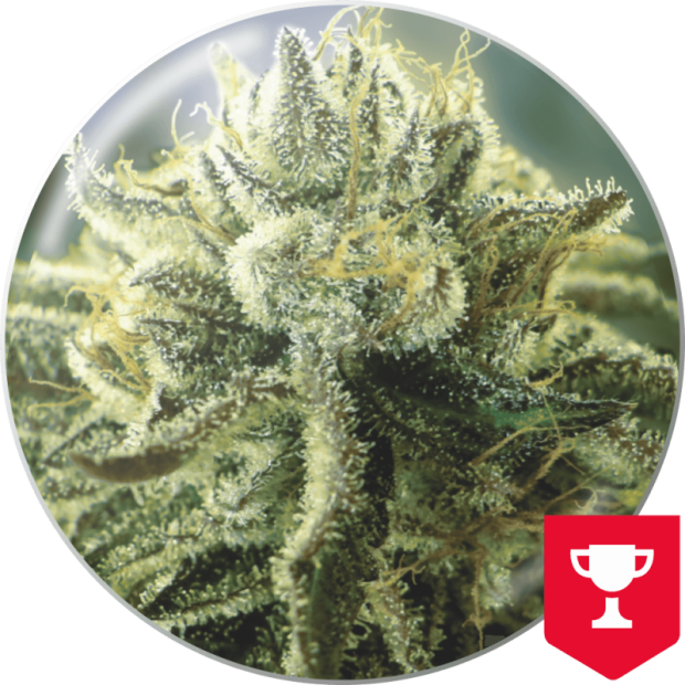 Medical Seeds Canadian Kush 2.0 3 pcs feminised