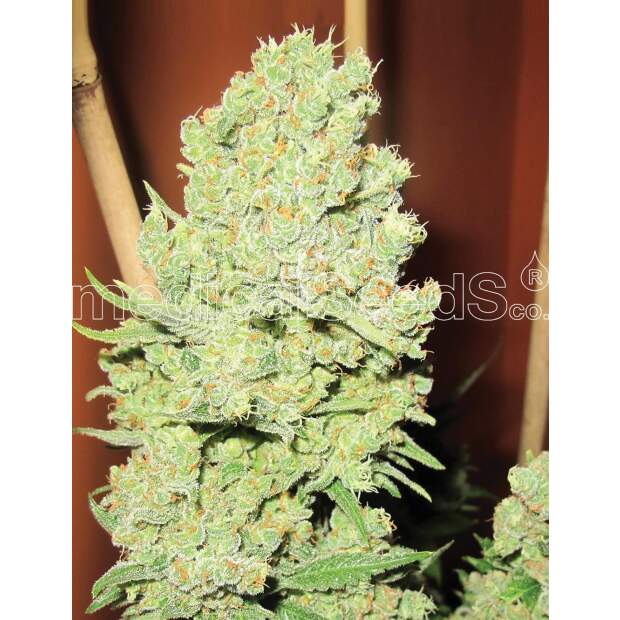 Medical Seeds Channel + 3 pcs feminised