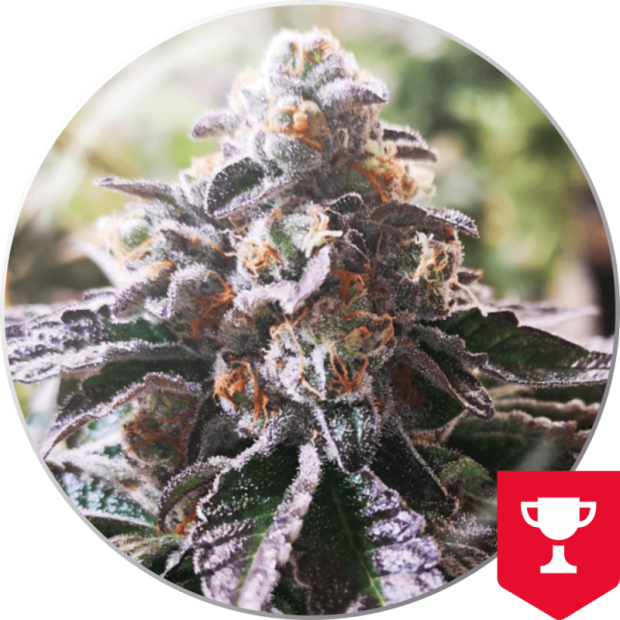 Medical Seeds Cookies Purple Punch 3 Stk feminisiert