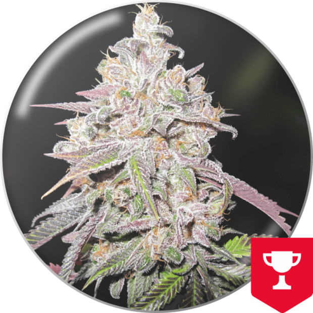 Medical Seeds Mendocino Chanel Kush 5 Stk feminisiert