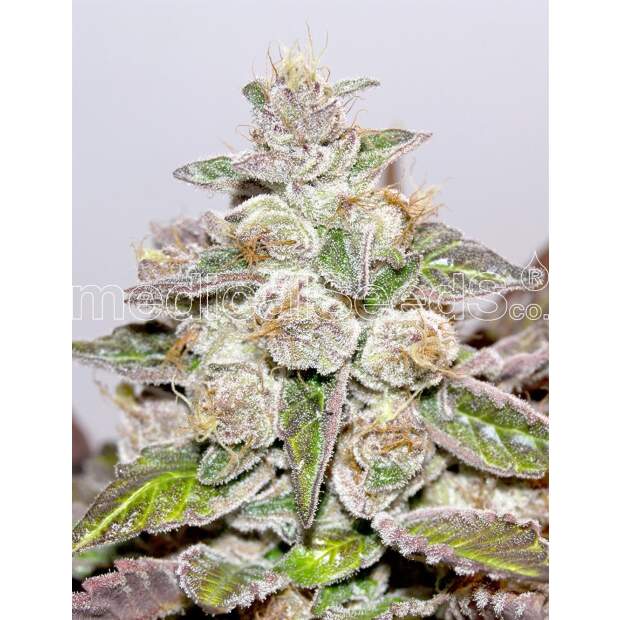 Medical Seeds Mendocino X Purple Kush 3 pcs feminised