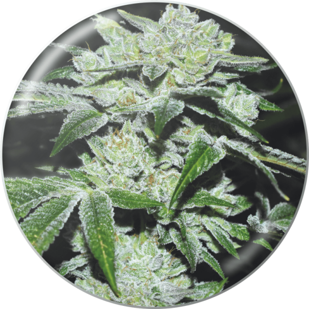 Medical Seeds Sour Glue 3 Stk feminisiert