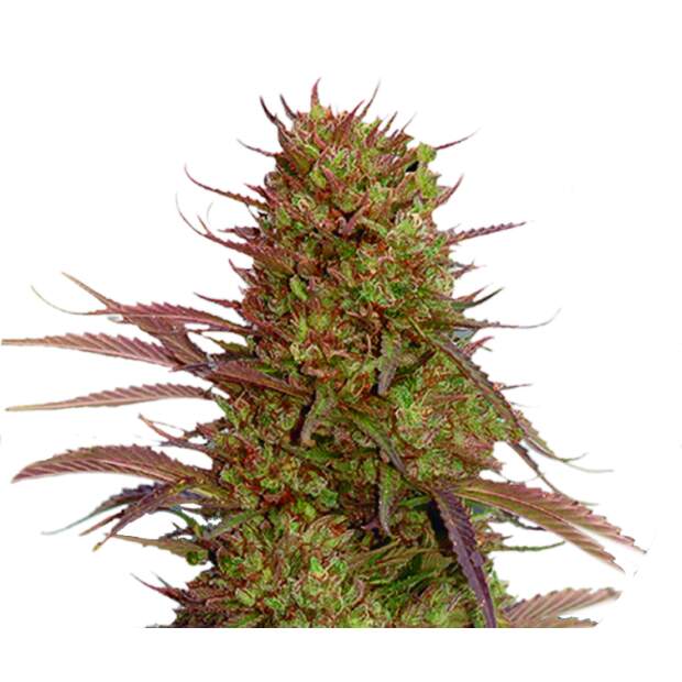 Mr. Hide Seeds Auto Cream Mass 50 Stk feminisiert