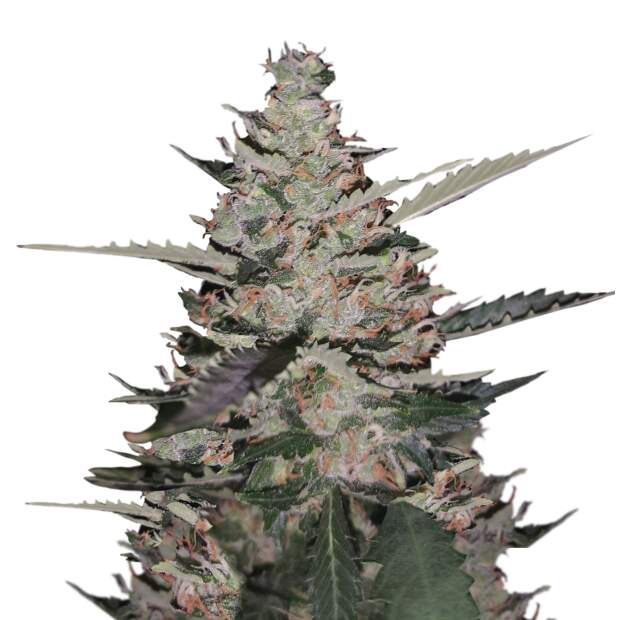 Mr. Hide Seeds Auto Gelato Ice USA 5 Stk feminisiert