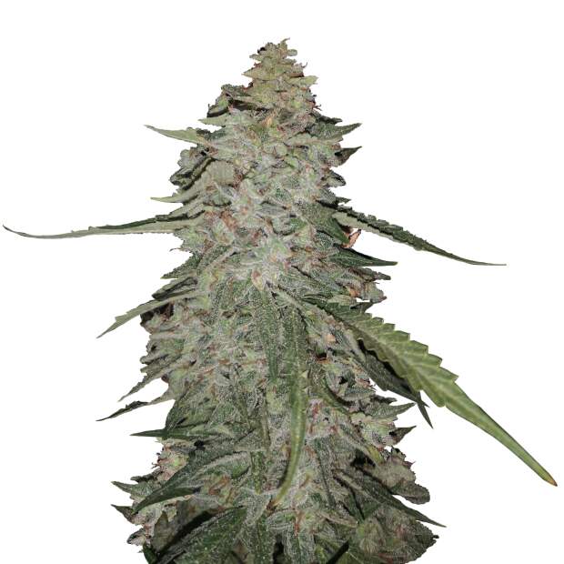 Mr. Hide Seeds Auto Gorilla Cream USA 5 Stk feminisiert