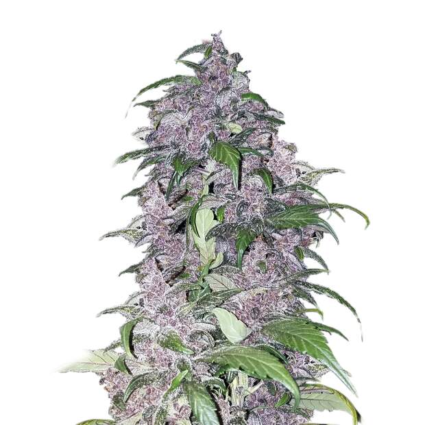 Mr. Hide Seeds Auto Tripin 25 USA 3 Stk feminisiert