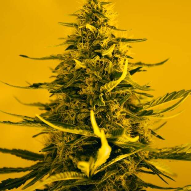 Nirvana White Widow 5 Stk feminisiert