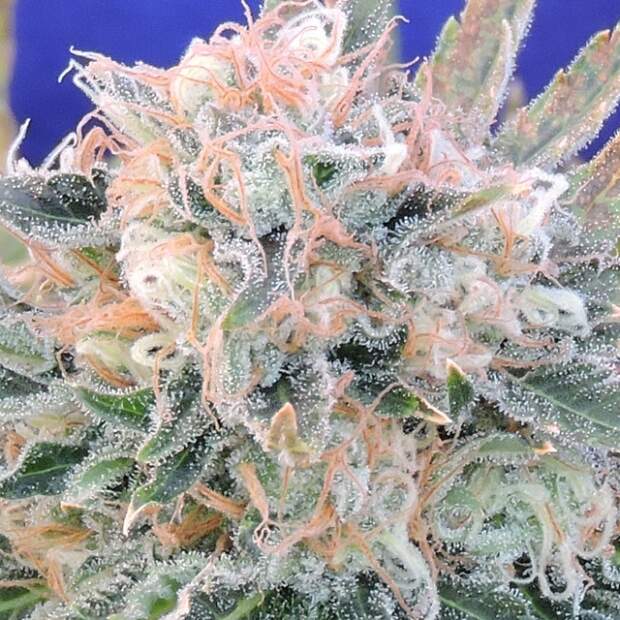 Original Sensible Auto Blueberry Ghost OG 3 Stk feminisiert