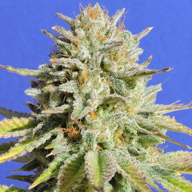 Original Sensible Gorilla Glue # 4 3 Stk feminisiert