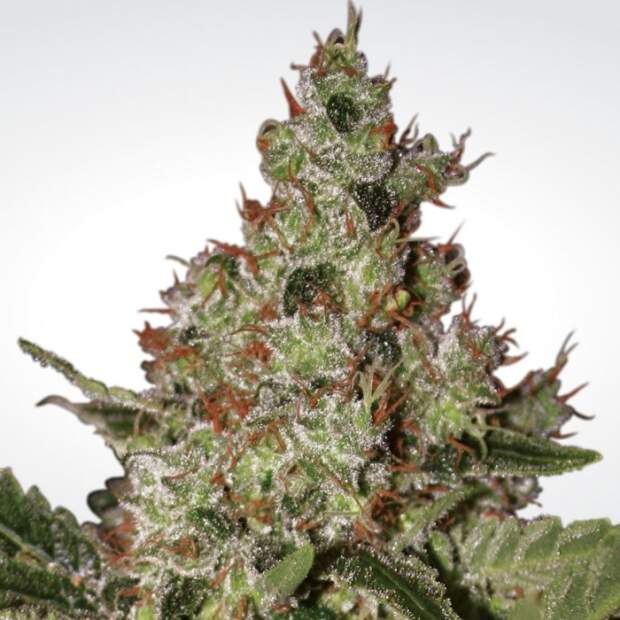 Paradise Seeds Acid 3 pcs feminised