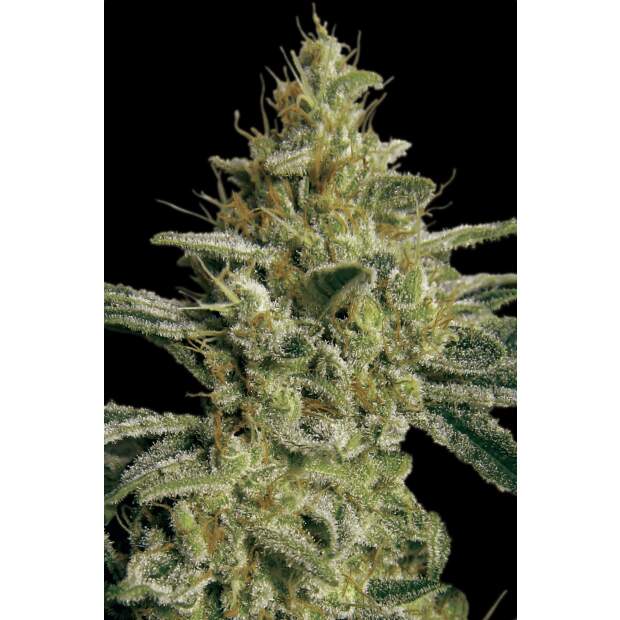 Paradise Seeds Allkush 3 Stk feminisiert