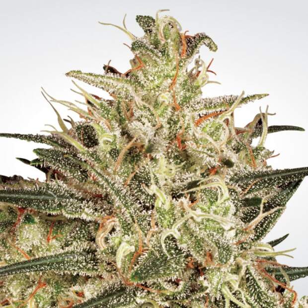 Paradise Seeds Atomical Haze 3 Stk feminisiert