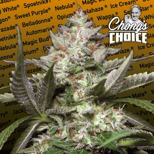 Paradise Seeds Auto Kong 4 3 pcs feminised