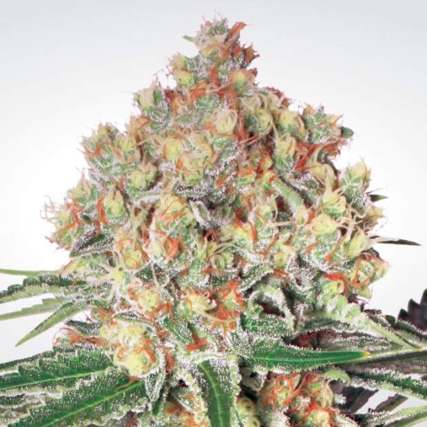 Paradise Seeds Auto Wappa 10 pcs feminised