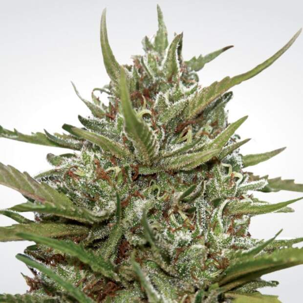 Paradise Seeds Auto White Berry 10 Stk feminisiert