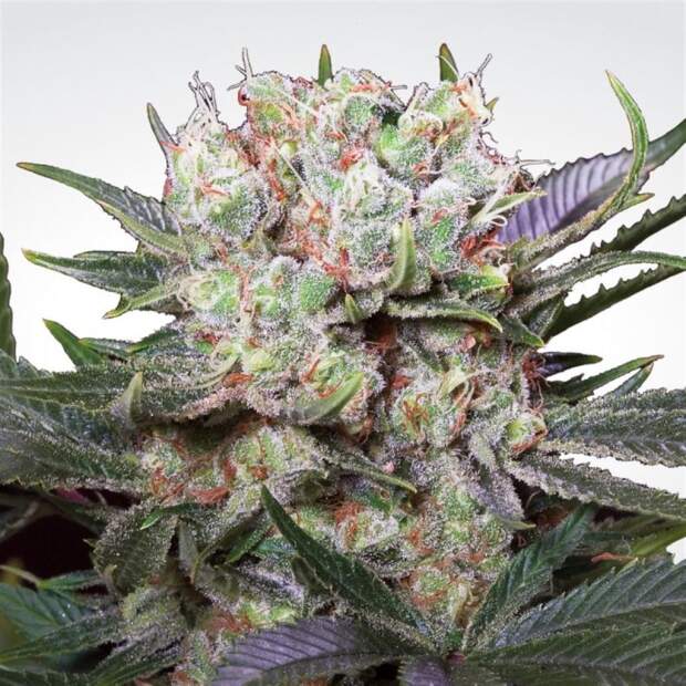 Paradise Seeds Californian Gold 3 Stk feminisiert