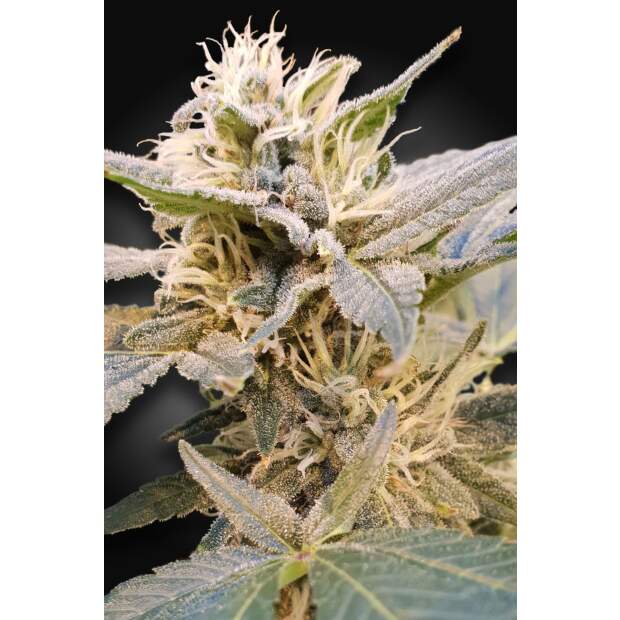 Paradise Seeds CBDelight 3 pcs feminised