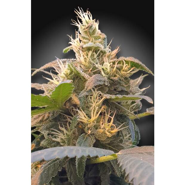 Paradise Seeds CBDenergy 3 Stk feminisiert