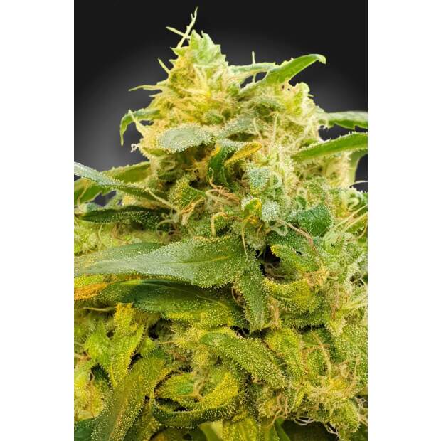 Paradise Seeds CBDivine 5 pcs feminised