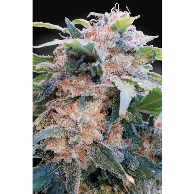 Paradise Seeds CBDream 3 Stk feminisiert