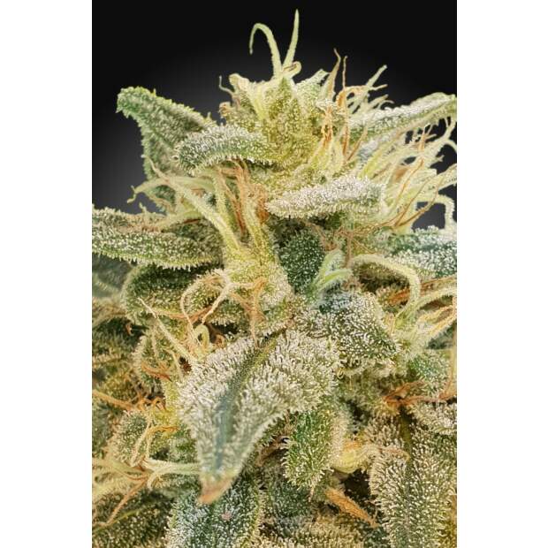 Paradise Seeds CBDrelief 3 pcs feminised