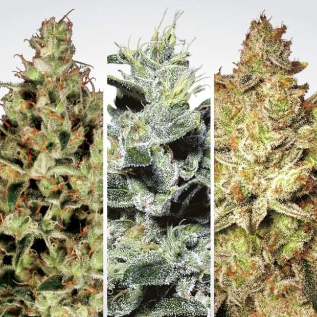 Paradise Seeds Champions Pack Sativa 6 Stk feminisiert