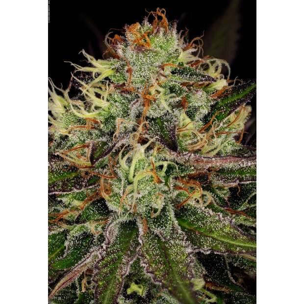 Paradise Seeds Chocolate Wafflez 3 Stk feminisiert