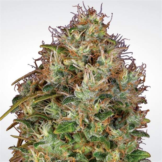 Paradise Seeds Dutch Kush 5 Stk feminisiert