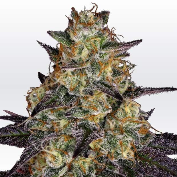 Paradise Seeds El Dorado OG 3 pcs feminised