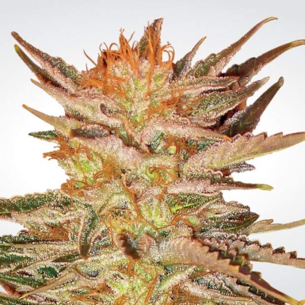 Paradise Seeds Ice Cream 3 Stk feminisiert