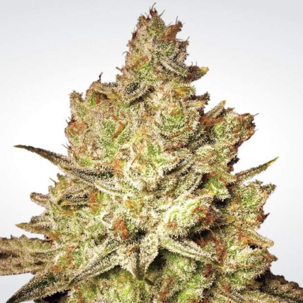 Paradise Seeds Jacky White 3 Stk feminisiert