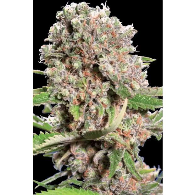 Paradise Seeds Mendocino Skunk 3 pcs feminised