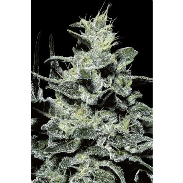 Paradise Seeds Nebula 3 pcs feminised