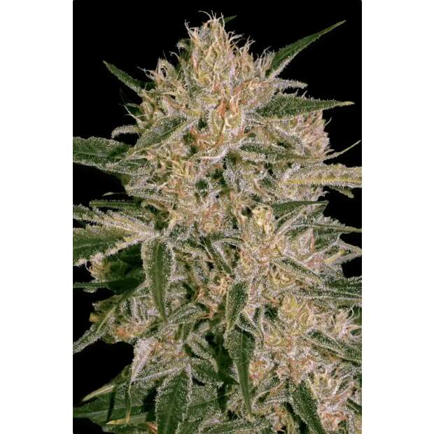 Paradise Seeds Nebula II CBD 5 pcs feminised