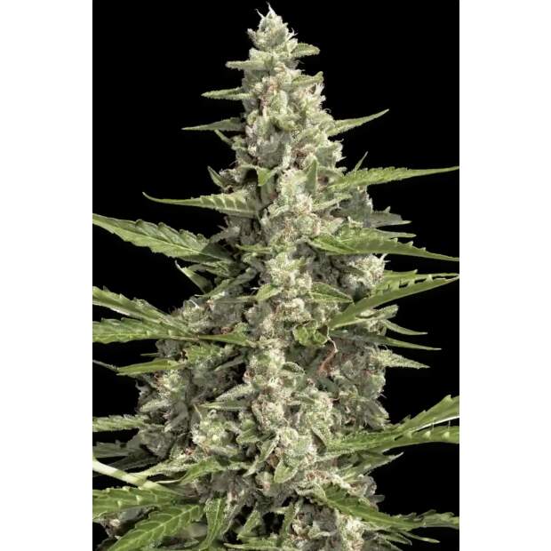 Paradise Seeds Pandora Auto 3 Stk feminisiert