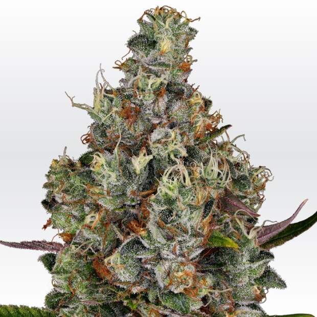 Paradise Seeds Rainbow Road 10 Stk feminisiert