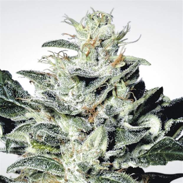 Paradise Seeds Sensi Star 3 Stk feminisiert