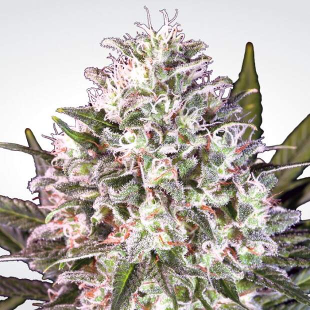 Paradise Seeds Space Cookies 5 Stk feminisiert