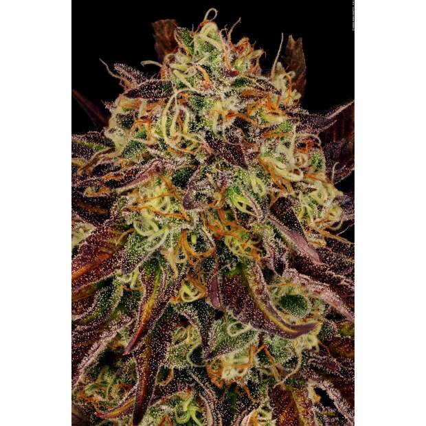 Paradise Seeds Tangerine Sorbet 3 Stk feminisiert