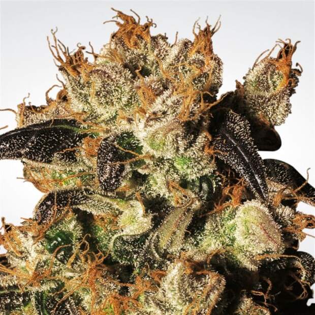 Paradise Seeds White Berry 10 Stk feminisiert