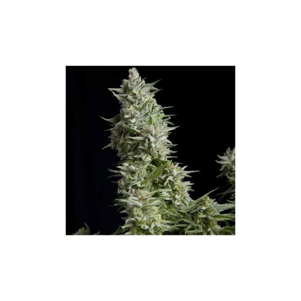 Pyramid Seeds Alpujarrena 3 pcs feminised