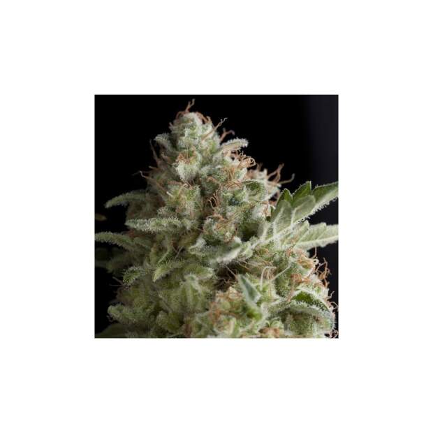 Pyramid Seeds American Pie 5 Stk feminisiert