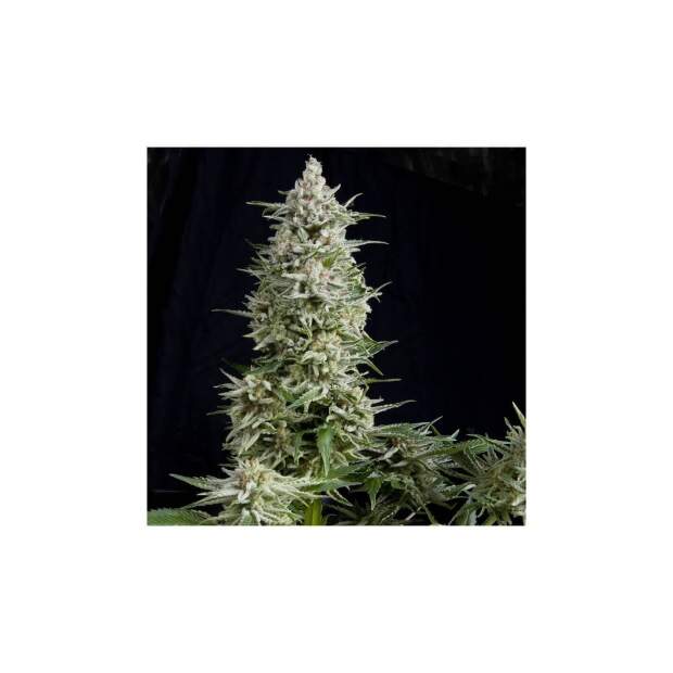 Pyramid Seeds Amnesia Gold 3 pcs feminised