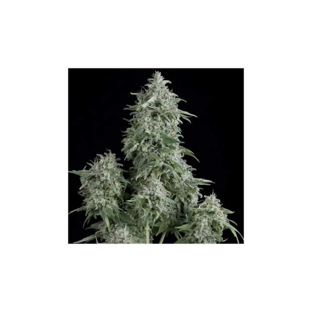 Pyramid Seeds Anubis 50 Stk feminisiert