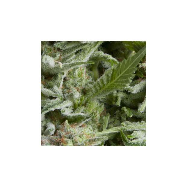 Pyramid Seeds Auto Alpujarrena 5 Stk feminisiert