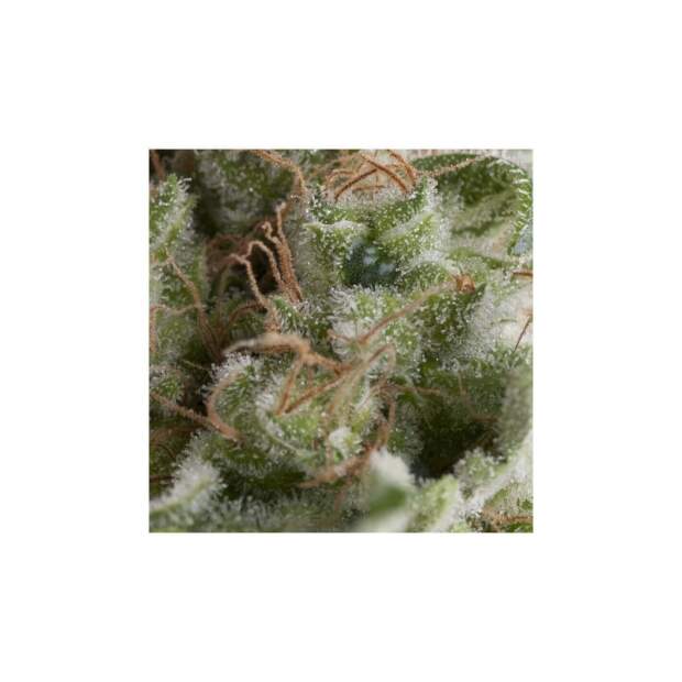 Pyramid Seeds Auto American Pie 3 Stk feminisiert